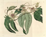 Figured are bilobed, spotted leaves and greenish-white flowers with purple and white corona.  Botanical Register f.432, 1819.