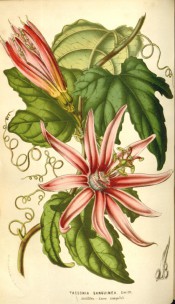 Figured are tri-lobed, grape-like leaves and red passion flower with small corona.  Flore des Serres f.803, 1852.