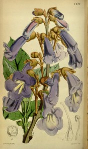 Figured are ovate leaves and panicle of blue trumpet-shaped flowers.  Curtis's Botanical Magazine t.4666, 1852.
