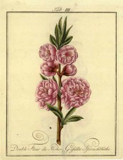 Figured is a flowering shoot with young leaves and bright pink very double flowers. Pomona Franconica vol.2, peaches t.3, 1801.