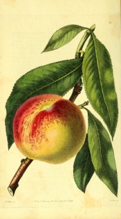 Figured are leaves and a round peach with yellow skin, stained and blotched with red. Pomological Magazine t.15, 1828.