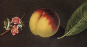 Figured is a round yellow and red peach with pink blossom and leaf. Pomona Britannica pl.36, 1812.