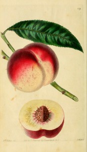 Figured is a lance-shaped leaf, round, white and red peach and section showing white flesh. Pomological Magazine t.119, 1830.