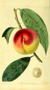 Figured is a shoot with lance-shaped leaves, and round, yellow and red peach. Pomological Magazine t.23, 1828.