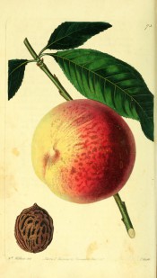 Figured is a round, marbled, yellow and red peach with lance-shaped leaf and stone. Pomological Magazine t.73, 1829.