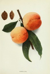 Figured are leaves and 2 peaches with yellow skin flushed red + 2 stones. Peaches of New York p.199, 1916.