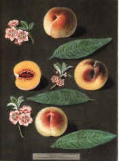 Figured are 3 varieties of peach, 1 sectioned to show orange flesh, + flowers. Pomona Britannica pl.32, 1812.