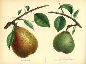 Figured are 2 pears with shoot and leaves, one small and green the other yellow, flushed red. Album de Pomologie pl.107, 1849.