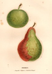 Figured are 2 pears, one small and round the other pyriform and red on one side. Saint-Hilaire pl.57, 1828.