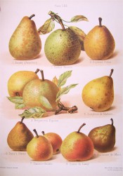 9 varieties of pear are figured, some round some pyriform, with green or yellow skin and russeted.