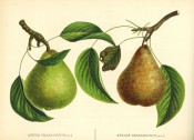 Figured are 2 pears with shoot and leaves, one green the other yellow and heavily russeted. Album de Pomologie pl.125, 1849.