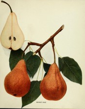 Shown are 2 pears, pyriform shape, skin yellow covered with cinnamon russet + a pear in section. Pears of New York p.133, 1921.