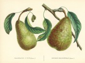 The figure shows 2 pears with stem and leaves, both green heavily marked with russet. Album de Pomologie  vol.2, pl.13, 1849.