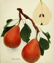Figured are 2 pyriform pears, skin yellow, flushed with red and heavily speckled with russet. Pears of New York p.132, 1921.