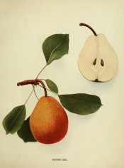 Figured is an oval pear, tapered towards the stalk, skin orange and russety + a sectioned pear. Pears of New York p.134, 1921.