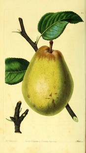 Figured is a turbinate pear, skin pale green faintly dotted with russet. Pomological Magazine t.83, 1829.