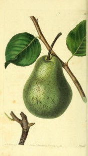 The figure hows a green, speckled pear of oblong shape, tapering to the stalk. Pomological Magazine t.88, 1829.
