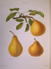 The figure shows 3 varieties of pear, all yellow-skinned and covered with cinnamon russet. HP pl.22, 1878.