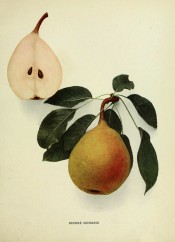Shown is an oval pear and sectioned pear, skin yellowish-green, red-flushed, dotted with russet. Pears of New York p.138, 1921.