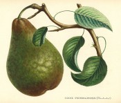 The figure shows a green pear, streaked and mottled with russet, with leaves. Album de Pomologie vol.2, pl.99, 1849.