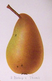 The figure shows a long, irregularly-shaped pear with green skin covered with cinnamon russet. Herefordshire Pomona pl.42, 1878.