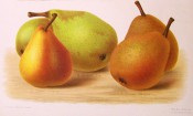 Figured is a group of 5 pears, all turbinate in shape, green, more or less covered in russet. Herefordshire Pomona pl.36, 1878.