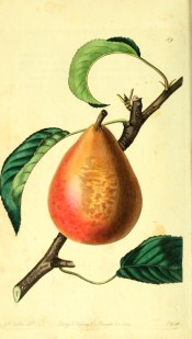 Figured is a turbinate pear, yellow-skinned, extensively shaded with red, with russet patches. Pomological Magazine t.59/1829.