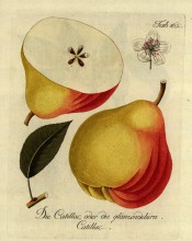 Figured is a large red and yellow pear, irregularly turbinate in shape with a narrow neck. Pomona Austriaca t.162, 1792.