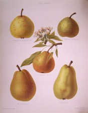 Figured are 5 pears, 2 large, pyriform in shape and 3 smaller, more rounded in shape. HP pl.38, 1878.