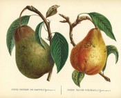 Figured are 2 pears with shoot and leaves, one green with russet markings the other yellow. Album de Pomologie pl.41, 1849.