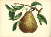 Figured is a fruiting shoot and large pyriform pear, with greenish skin heavily russeted. Album de Pomologie pl.109, 1849.