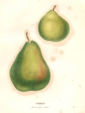 Figured are 2 pears, one small, green and rounded, the other large, pyriform, green flushed red. Saint-Hilaire pl.89, 1828.