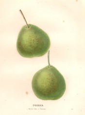 Figured are 2 very similar pears, rounded in shape with green skin mottled with brown russet. 