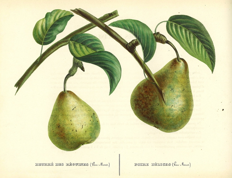 pear note records