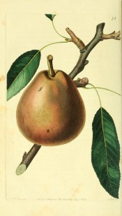 The pear figured is obovate, with reddish-green skin covered with thin russet. Pomological Magazine t.74, 1829.