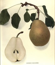 Figured is a knobbly, irregular pear with green skin covered with russet + a pear sectioned. Pears of New York p.156, 1921.