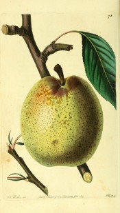 Figured is a round, slightly oblong green pear with russety dots and streaks. Pomological Magazine t.78, 1829.