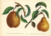 Figured are 2 pears with shoot and leaves, both deep yellow with russet markings. Album de Pomologie pl.45, 1849.