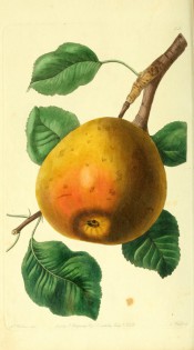 The pear figured is ovate, flattened at the crown, with yellow, red-flushed skin. Pomological Magazine t.35, 1828.