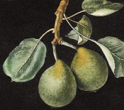 Figured is a small, nearly round, dark green pear, with leaves. Pomona Britannica pl.76, 1812.