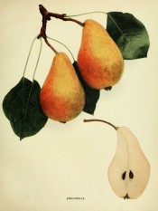 Figured are 2 pyriform pears with yellow skin, flushed red, and a pear sectioned. Pears of New York p.178, 1921.