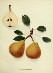 Shown are oval pears, 1 sectioned, flesh pinkish, skin yellow, red-flushed, dotted with russet. Pears of New York p.180, 1921.