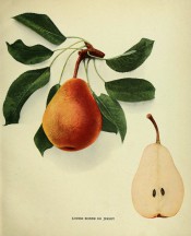 Figured is a pyramidal pear, with section, skin yellowish heavily speckled with russet. Pears of New York p.194, 1921.