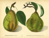Figured are 2 pears with shoot and leaves, both green, pyriform with russet markings. Album de Pomologie pl.22, 1847.