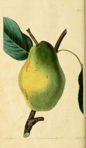 Figured is a large, angular pear, the skin green, turning yellow. Pomological Magazine t.122, 1830.