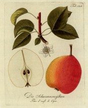 Figured are leaves and flower + red and yellow pear, globular in shape, tapering from the middle. Pomona Austriaca t.128, 1792.