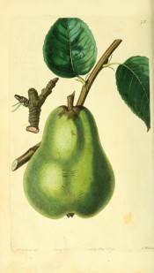 Figured is a large green pear of pyriform shape, somewhat angular in outline. Pomological Magazine  t.75, 1829.