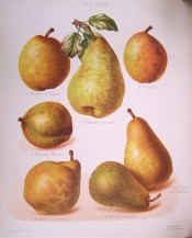 7 varieties of pear are figured, roundish or turbinate in shape, skin yellow or green marked with russet. HP pl.68, 1878.