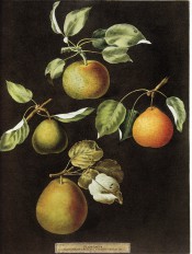 Figured are 4 pears, round to turbinate in shape and green to orange in colour. Pomona Britannica  pl.83, 1812.