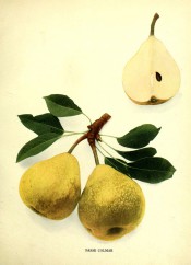 Figured are 2 pears with yellow skin plus a pear sectioned to show the white flesh. Pears of New York p.206, 1821.